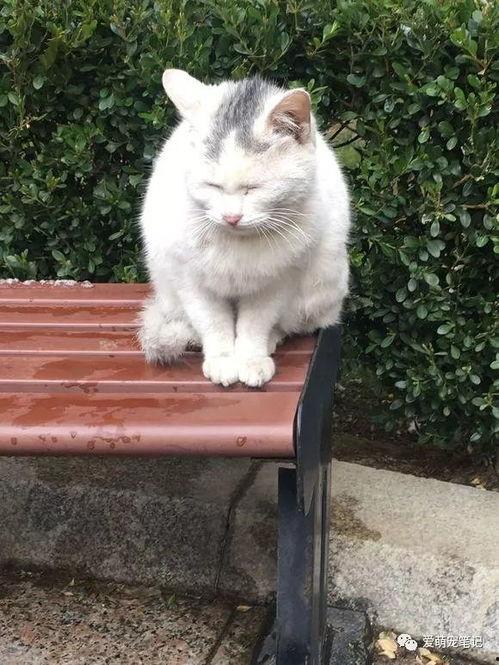 吃瓜娱乐酱流浪猫,吃瓜娱乐酱的温馨守护之旅